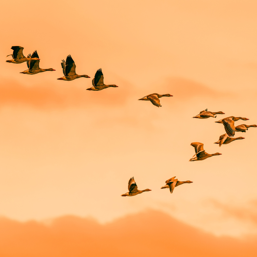 image of birds flying in formation